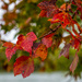 Autumn Lake Anna by photographycrazy