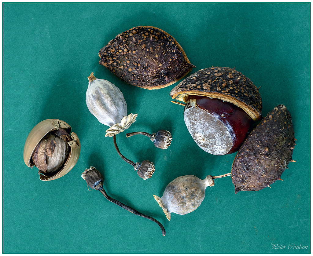 Seedpods by pcoulson