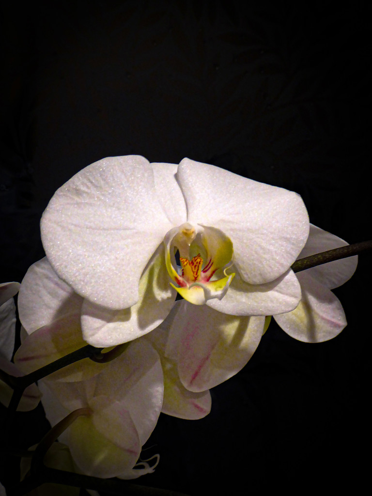 Orchid by frequentframes
