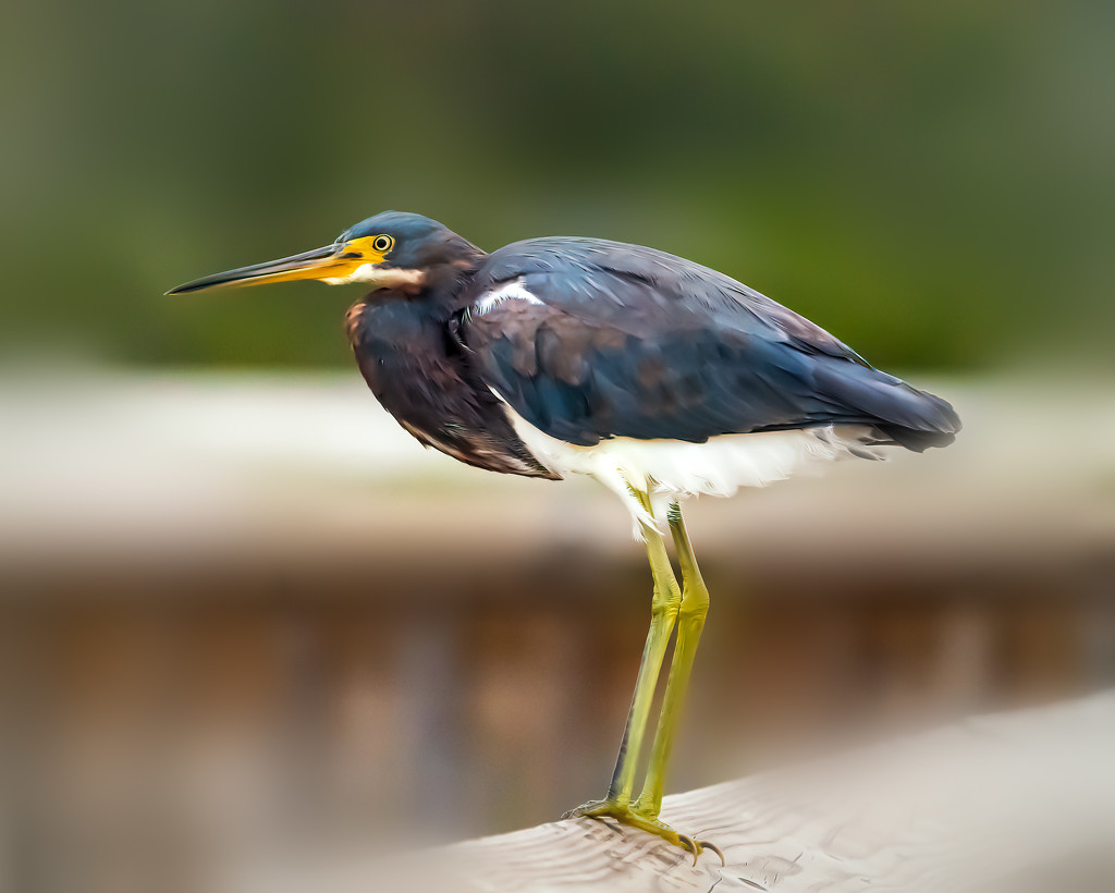 heron on a railing by jernst1779