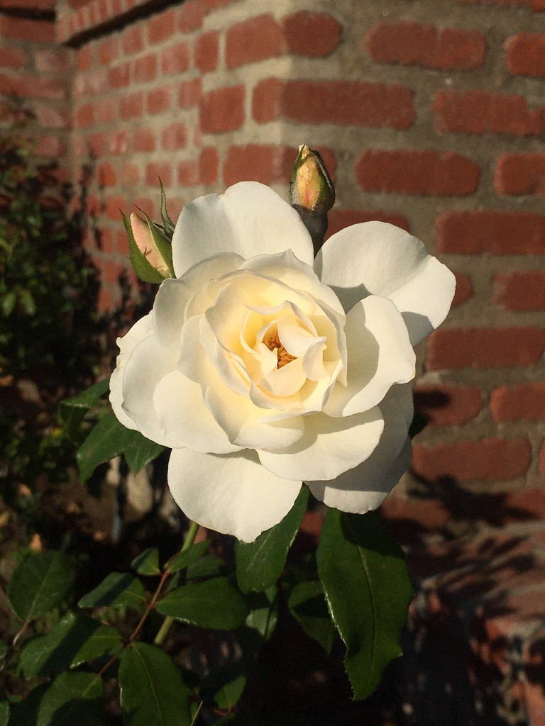 White Rose by msfyste