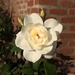 White Rose by msfyste