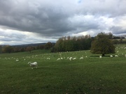 30th Oct 2019 - Easycare sheep at Berrington Hall