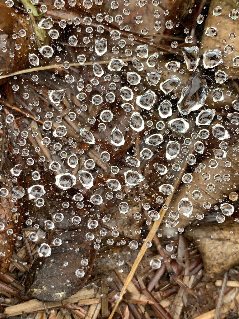 Raindrops and Spider Web by 365projectmaxine