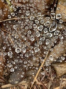 4th Nov 2019 - Raindrops and Spider Web