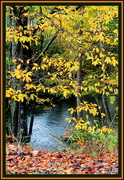 5th Nov 2019 - Leaves Along the Creek