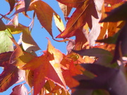 1st Nov 2019 - Autumn leaves 