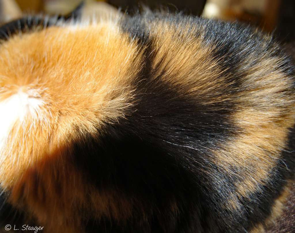 Calaco cat coat colors by larrysphotos