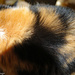 Calaco cat coat colors by larrysphotos