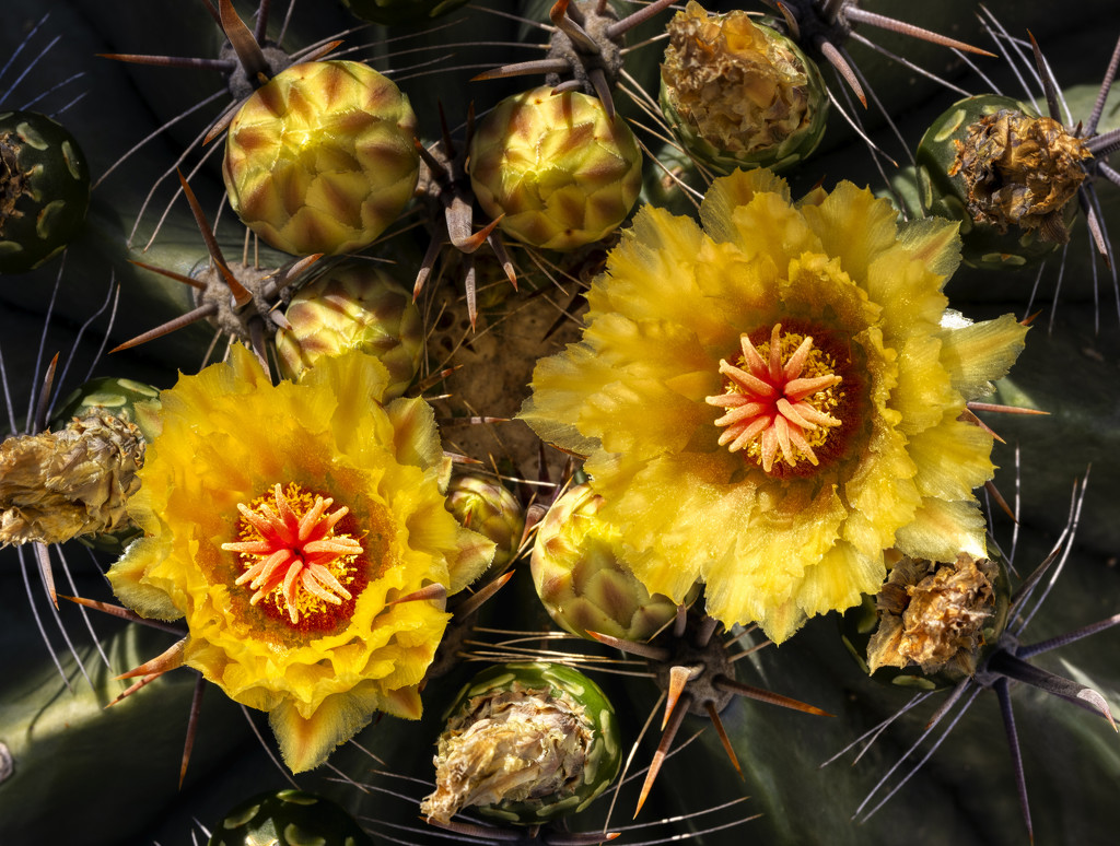 Cactus Flower by kvphoto