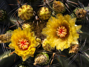 27th Oct 2019 - Cactus Flower