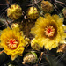 Cactus Flower by kvphoto