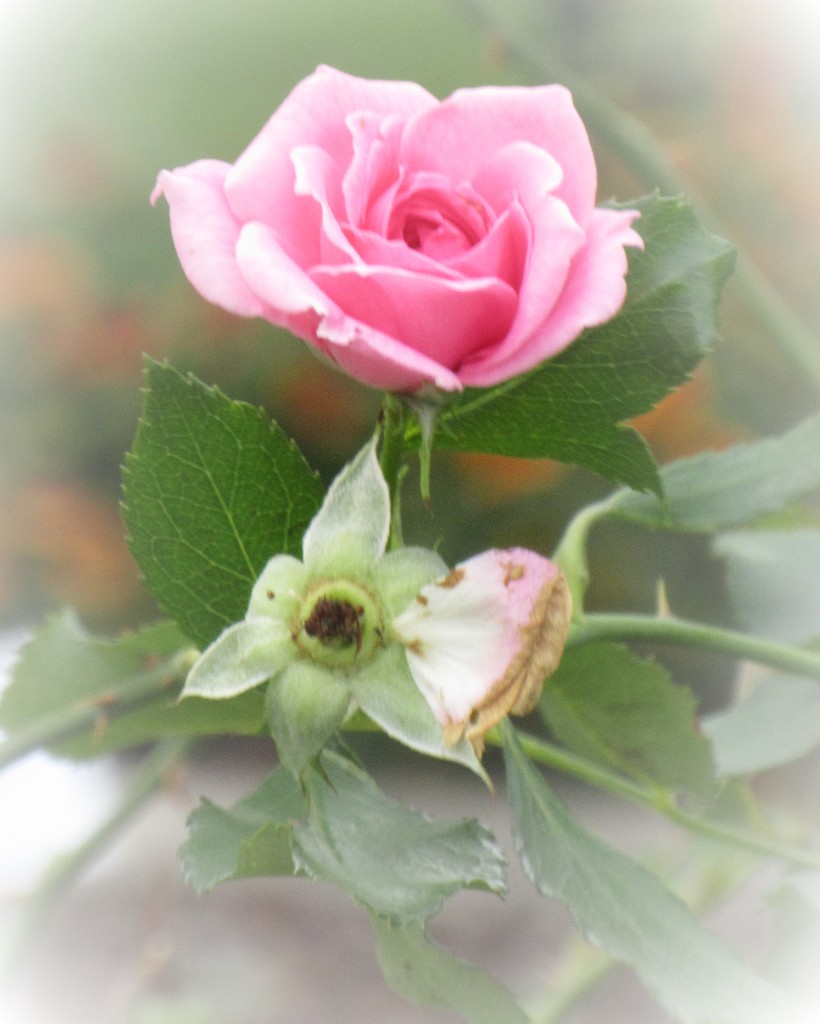 September 25: Rose by daisymiller