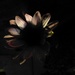 Dark Bloom by daffodill