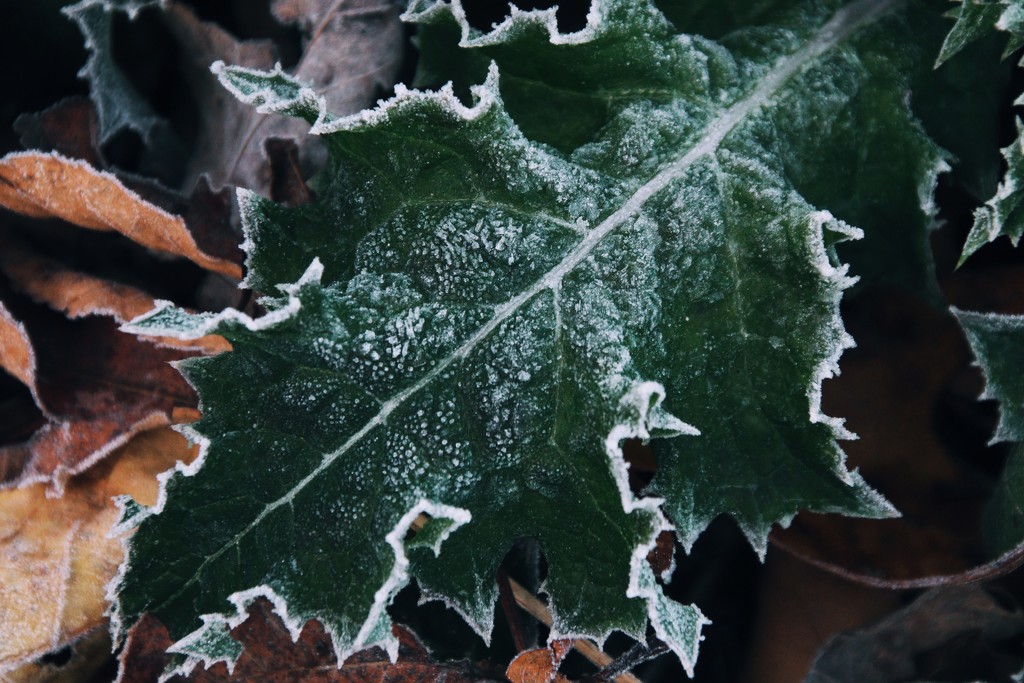 Day 308:  First Frost by sheilalorson