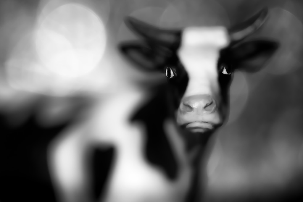 angry cow... by northy