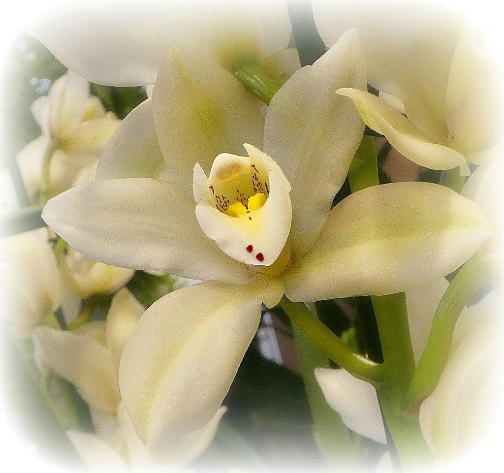 Cymbidium Orchid. by wendyfrost