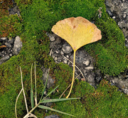 4th Nov 2019 - Ginkgo leaf in the moss