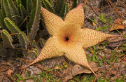 4th Nov 2019 - Starfish Cactus Bloom!