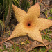 Starfish Cactus Bloom! by rickster549