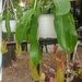 Another Pitcher Plant by harbie