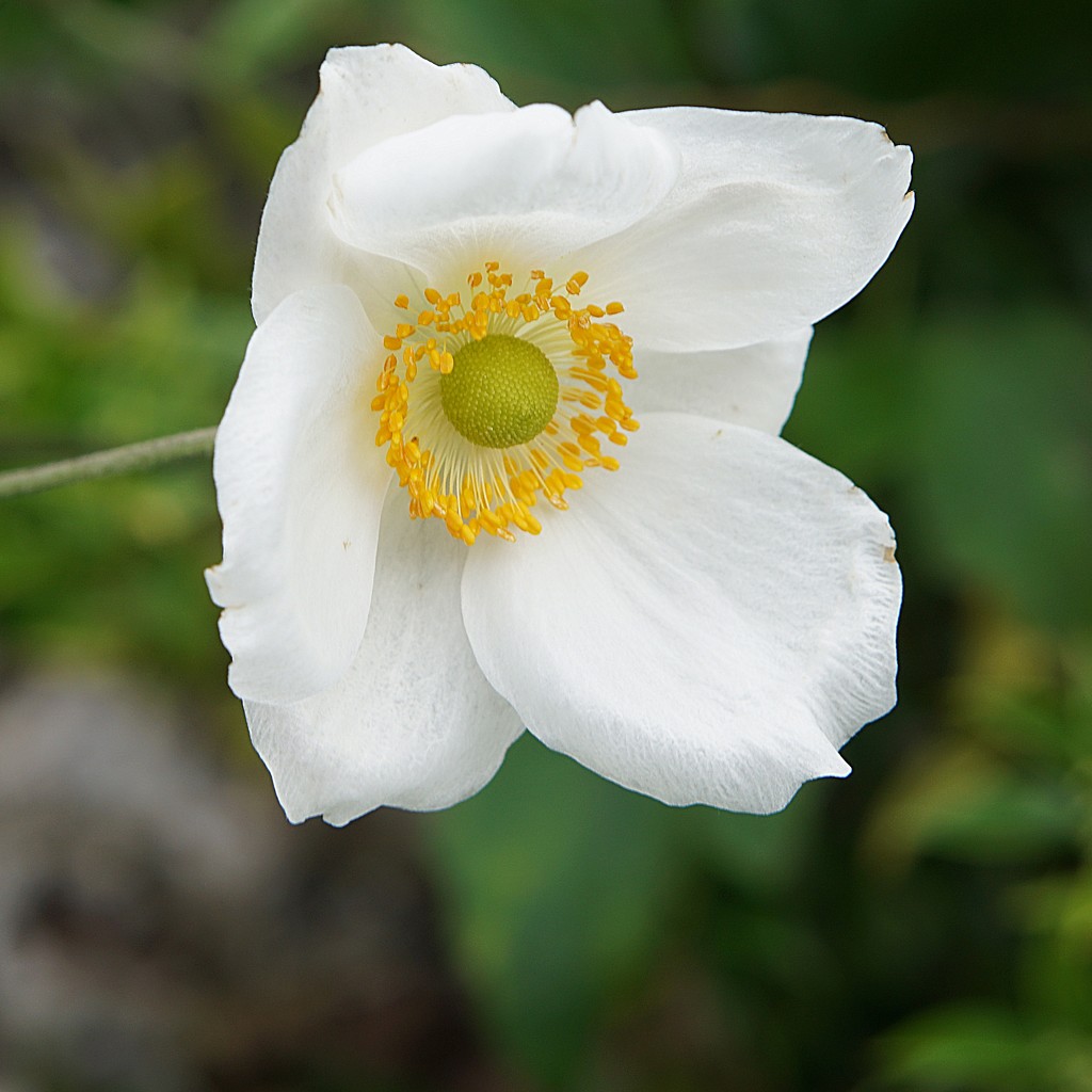 Japanese anemone in white by quietpurplehaze