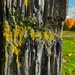 Lichen  by tinley23