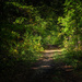 A trail at the Spotsylvania Battlefield by photographycrazy