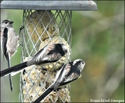 5th Nov 2019 - RK3_5088 Some of the long tailed tits that visit