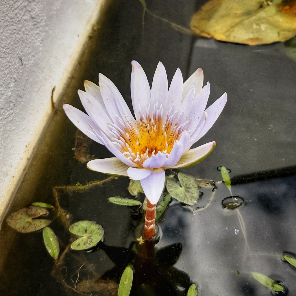 Water Lily  by salza