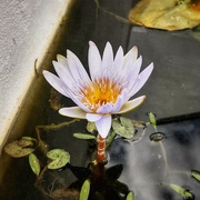 4th Nov 2019 - Water Lily 