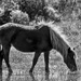 Wild Pony by joansmor