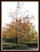 1st Nov 2019 - Autumn Tree