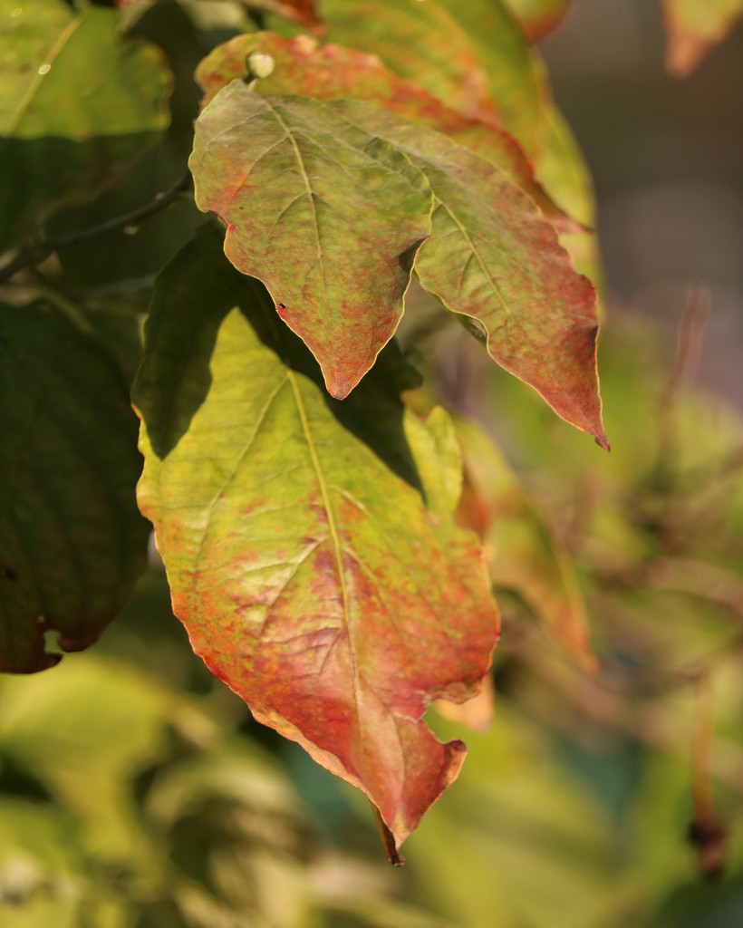 September 29: Autumn Dogwood Leaves by daisymiller