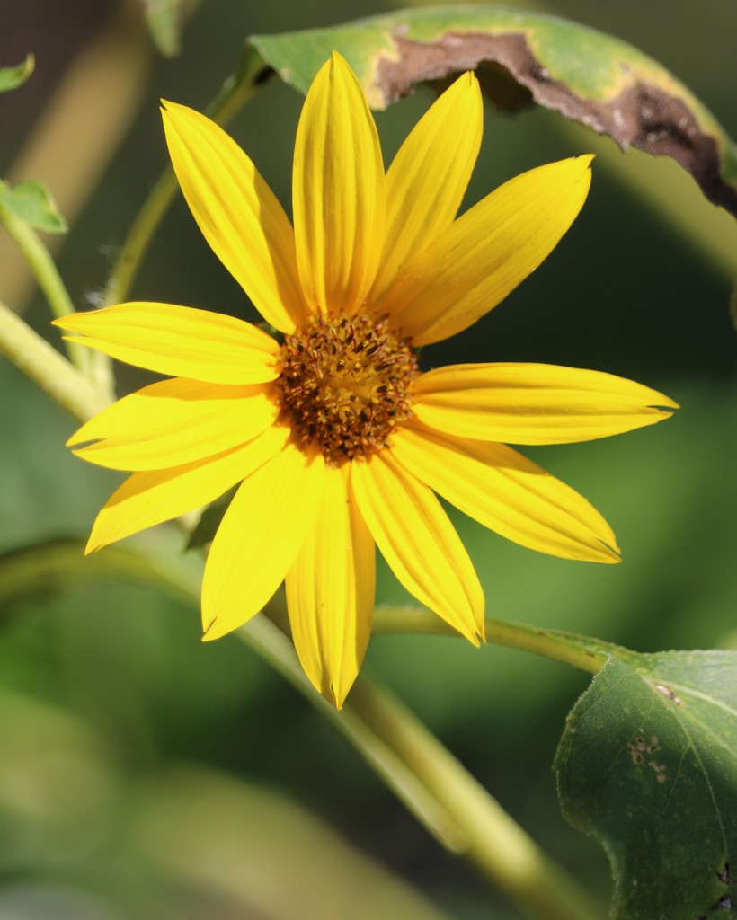 September 30: Coreopsis by daisymiller