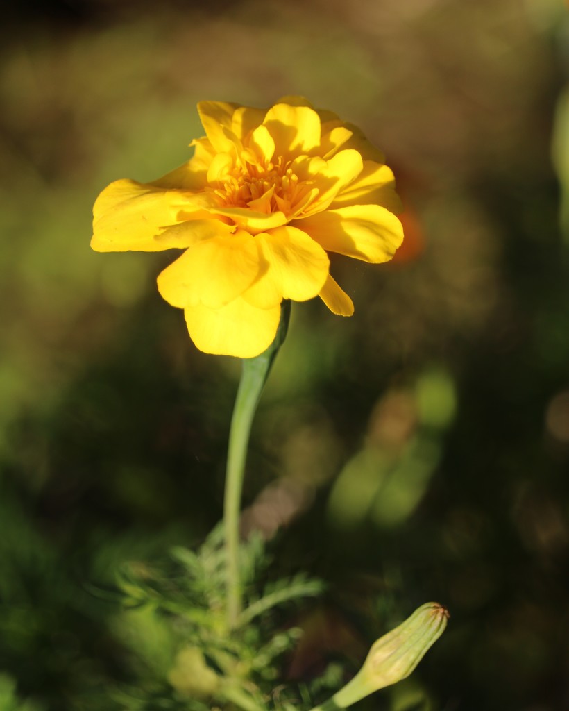October 1: Marigold by daisymiller
