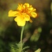 October 1: Marigold by daisymiller