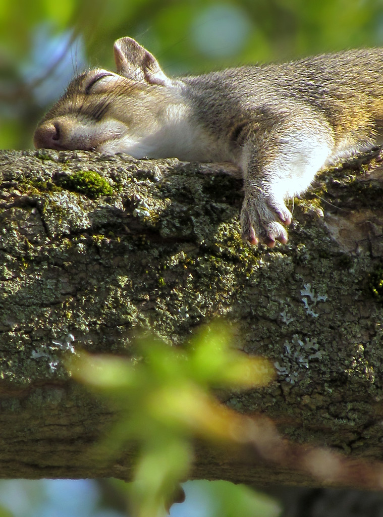 An Early Morning's Nap in Warm Sun by glimpses
