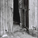 Old Cow Barn Door by glimpses