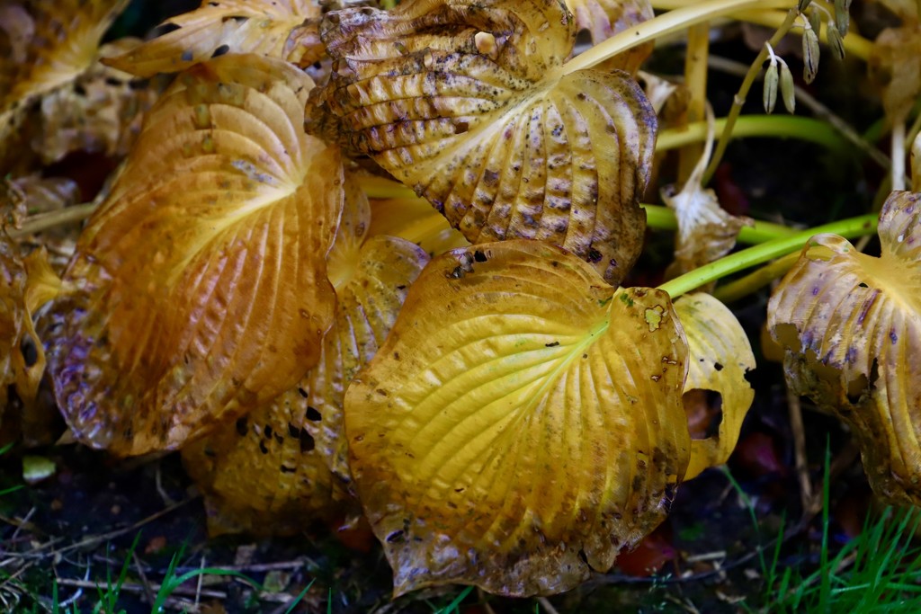 Autumnal wet & soggy Hostas by carole_sandford