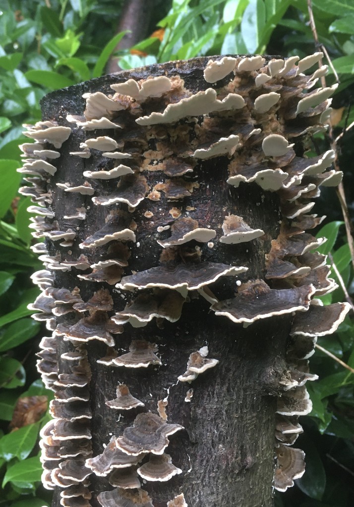More fungi by hannahbeth