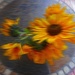 Sunflowers on the Porch Table by olivetreeann
