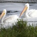 2pelicans by amyk