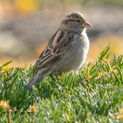 5th Nov 2019 - house sparrow