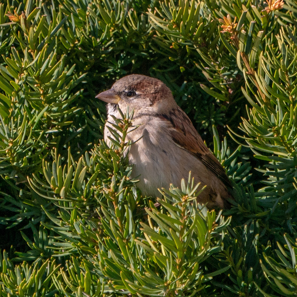 house sparrow shrub by rminer