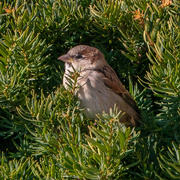 5th Nov 2019 - house sparrow shrub