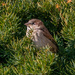 house sparrow shrub by rminer