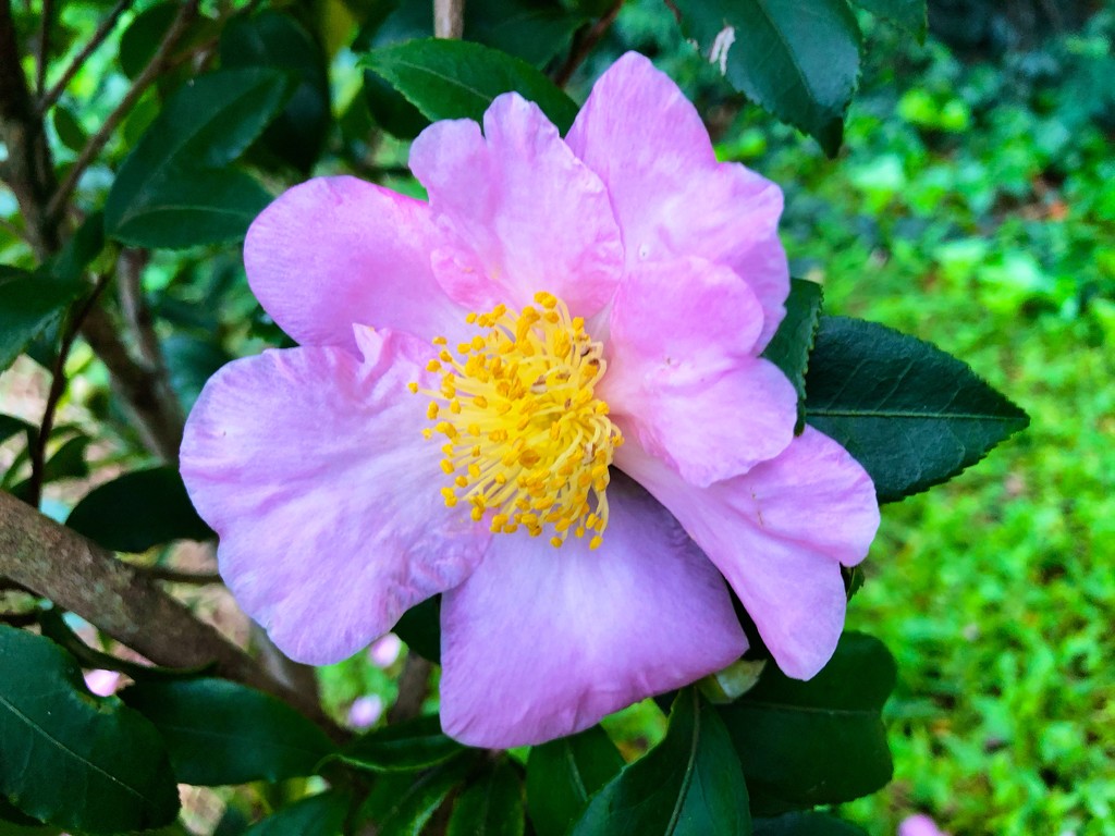 Sasanqua camellia by congaree