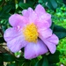 Sasanqua camellia by congaree