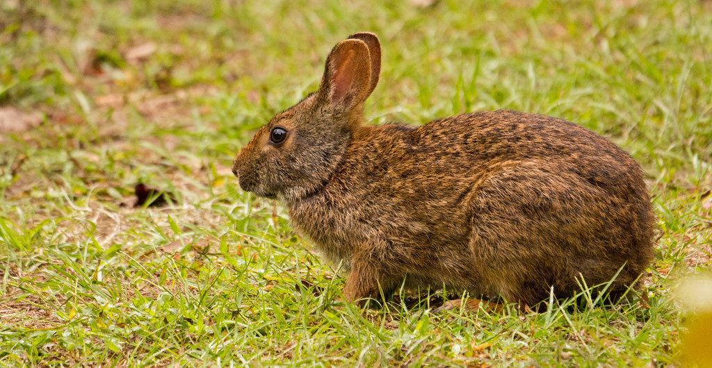 Bunny Rabbit! by rickster549